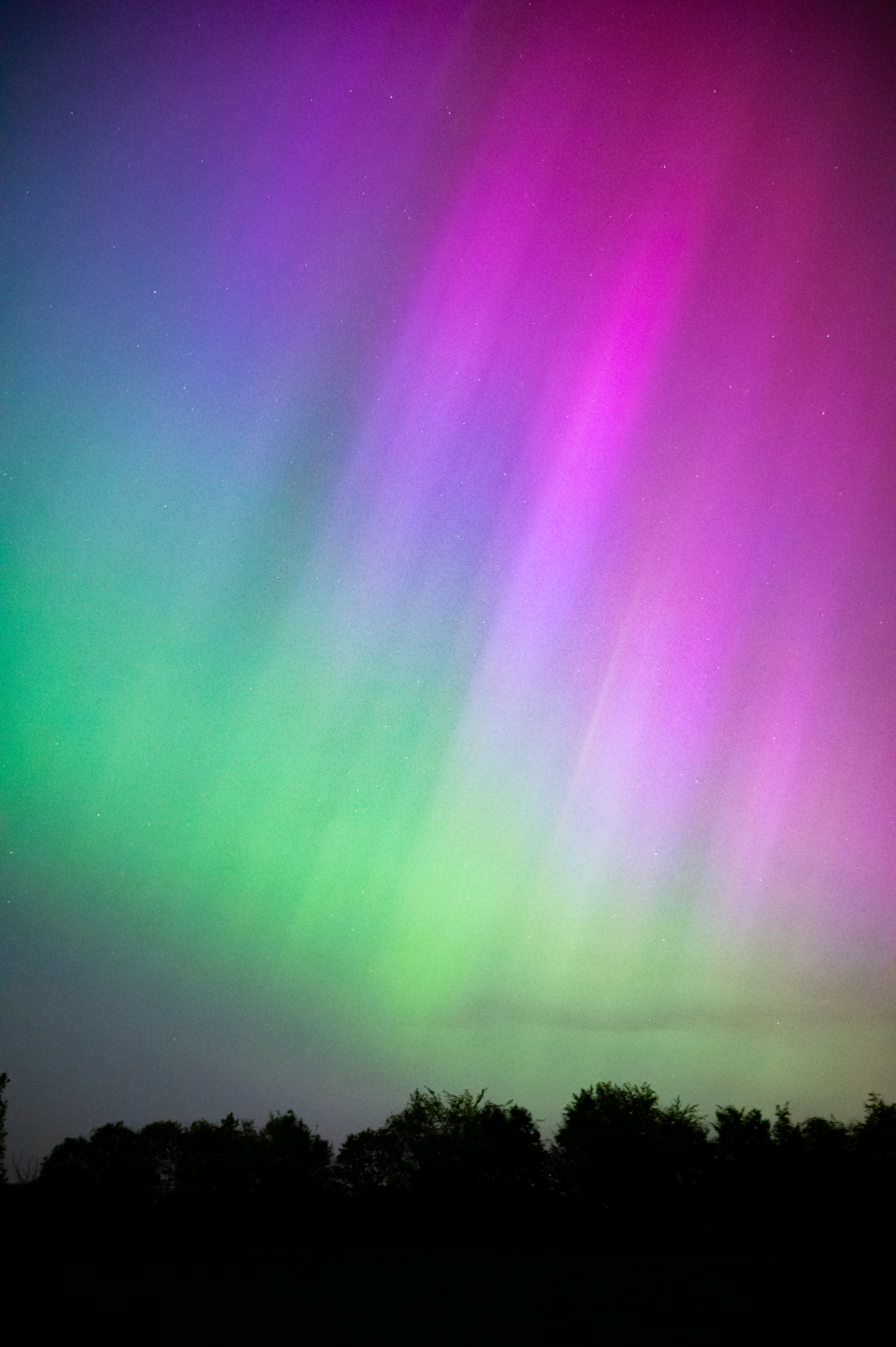 Colourful aurora above the treeline.
