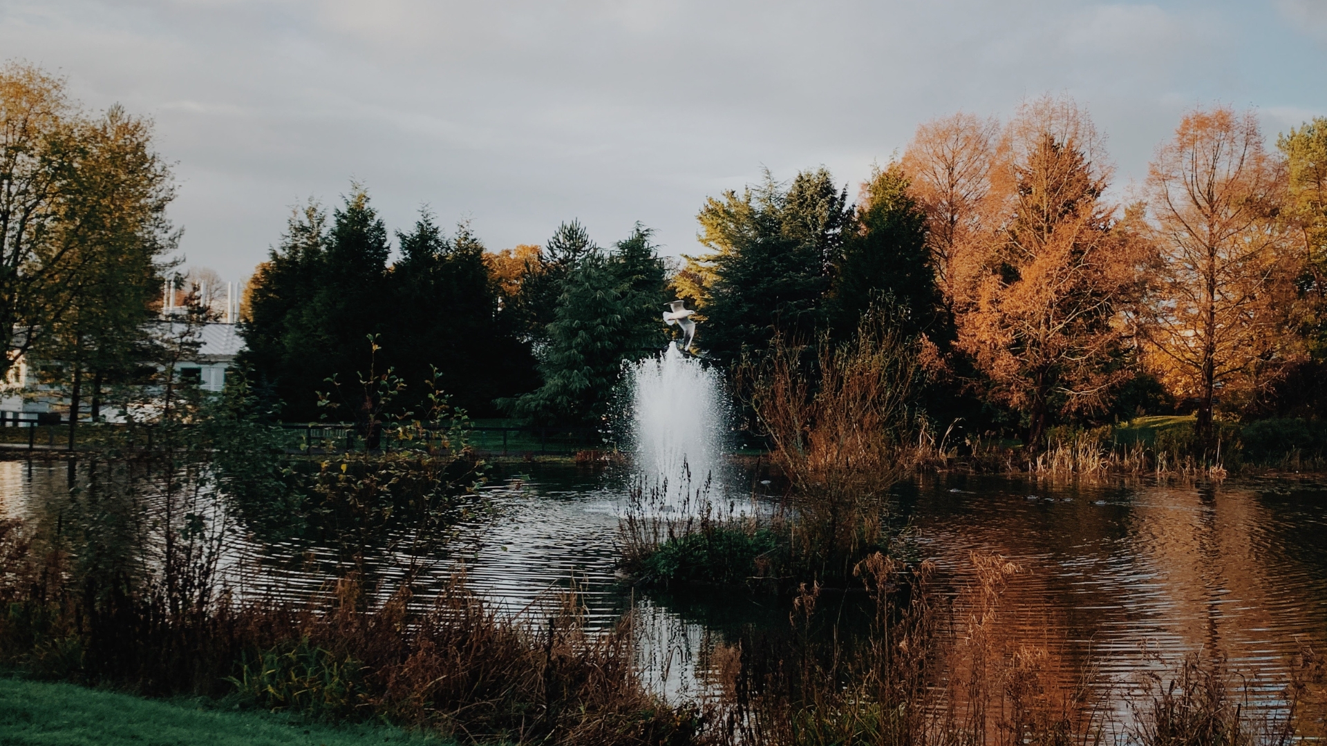 Trees and lake